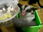 Sugar Glider