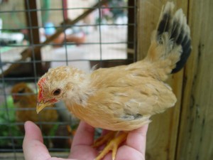 Bantam